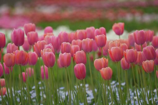 Tulips, JPG Tulips, JPG