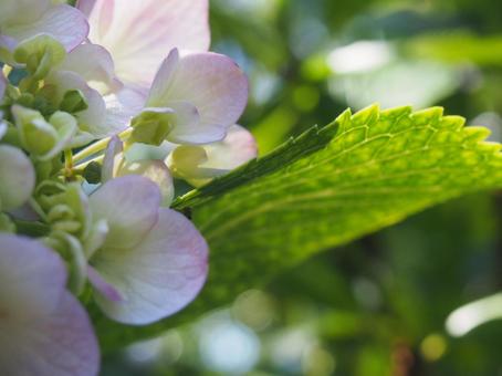 あじさい あじさいの写真