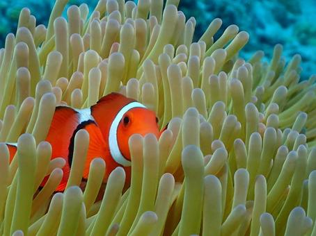 沖縄のカクレクマノミ カクレクマノミ,クマノミ,魚の写真素材