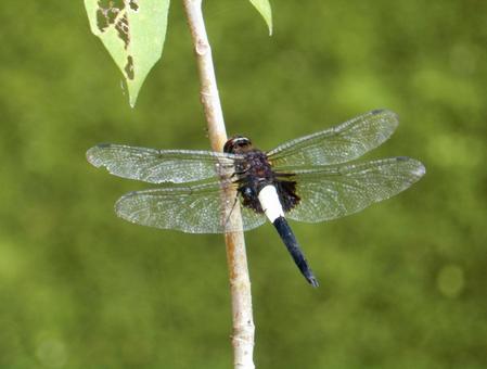 Photo, pseudothemis dragonfly, waist sky dragonfly, natural, 