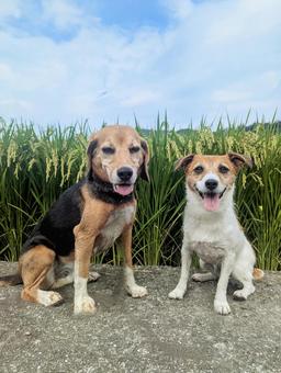 青空と稲と笑顔 青空と稲と笑顔 犬,ビーグル,青空の写真素材