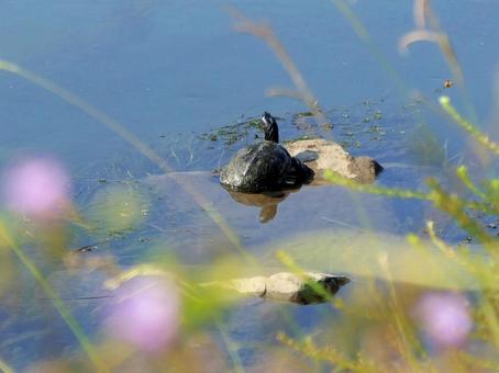 カメ カメ カメ,ひなたぼっこ,日光浴の写真素材
