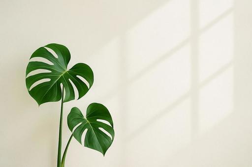 【観葉植物】モンステラと白い壁2 【観葉植物】モンステラと白い壁2の写真
