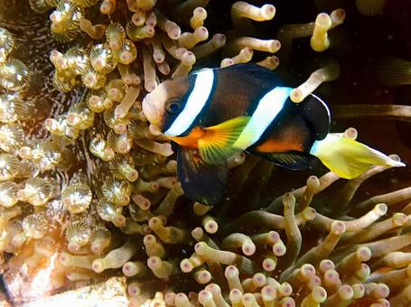 クマノミとイソギンチャク クマノミとイソギンチャク 魚,海,クマノミの写真素材