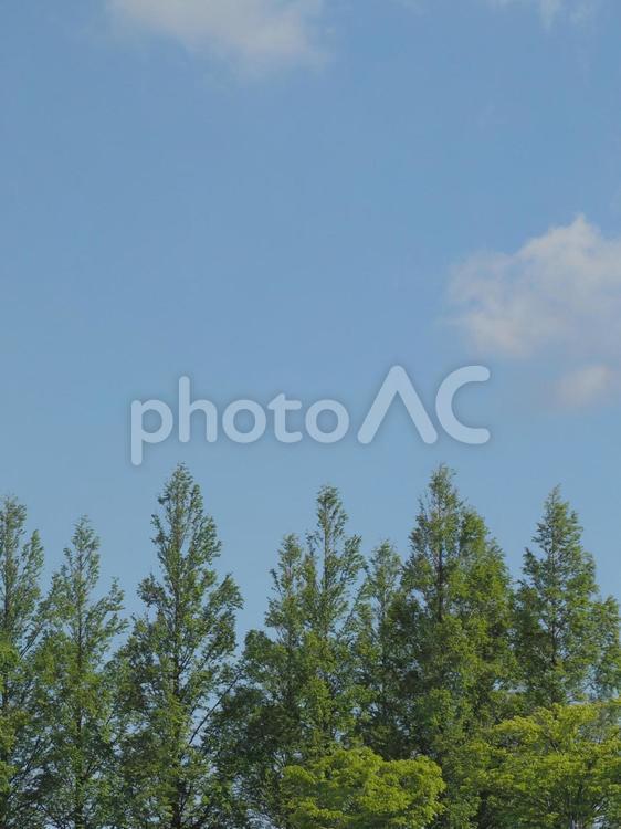 青空と大きな木　メタセコイア 空,木,メタセコイアの写真素材