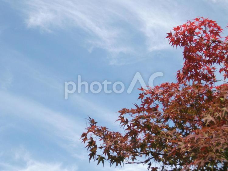 秋の晴天とモミジの紅葉 秋空,紅葉,モミジの写真素材