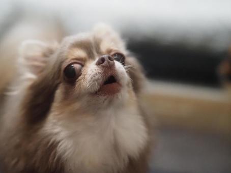 Photo, howling, chihuahuasa, dog, 