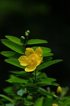 金色に輝く梅の花 金色に輝く梅の花の写真
