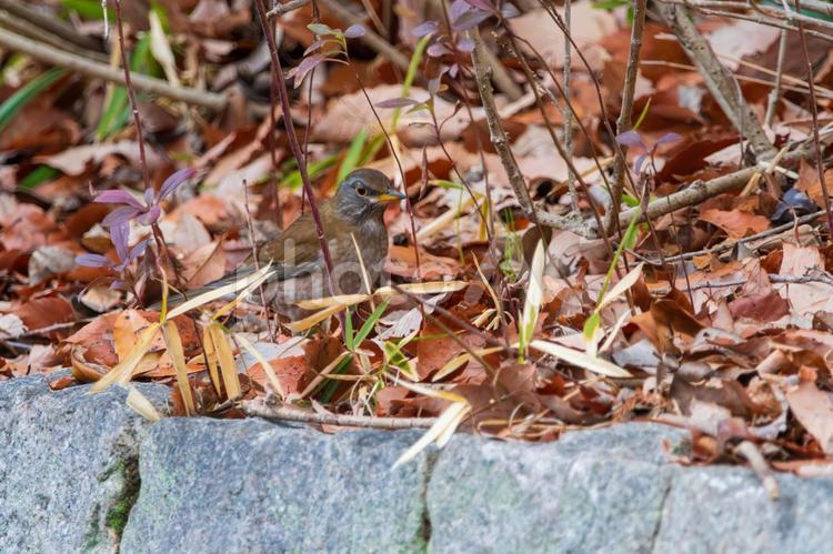 落ち葉の絨毯に佇むシロハラ シロハラ,野鳥,落ち葉の写真素材