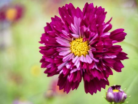 華やかに咲く八重のコスモスの写真