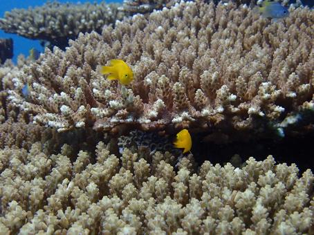 沖縄のサンゴとトロピカルフィッシュ ダイビング,スキューバダイビング,海の写真素材