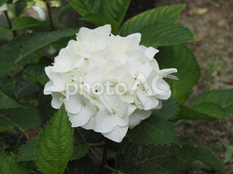紫陽花 紫陽花,花,梅雨の写真素材