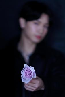 Photo, flower, rose, plant, 