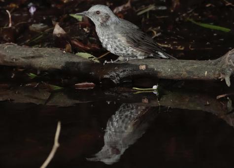 鏡面にうつるヒヨドリ 鏡面にうつるヒヨドリ ヒヨドリ,野鳥,鏡面の写真素材