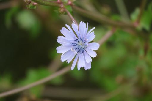 キクニガナの薄紫色の花びらの花のアップ キクニガナ,薄紫色,花びらの写真素材
