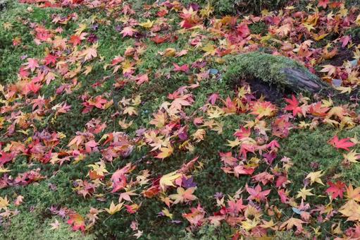 秋の風景　紅葉　落ち葉の写真