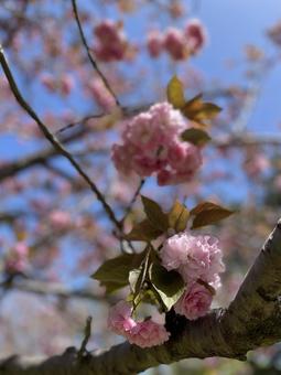 八重桜 八重桜の写真