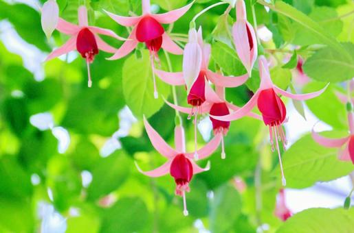 ピンクと赤のフクシアの花 フクシア,花,赤色の写真素材