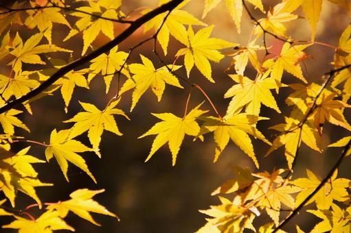 輝くモミジ 輝くモミジ 紅葉,秋,風景の写真素材