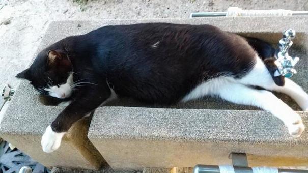 体を冷やす猫/今日も暑かったね 体を冷やす猫/今日も暑かったねの写真