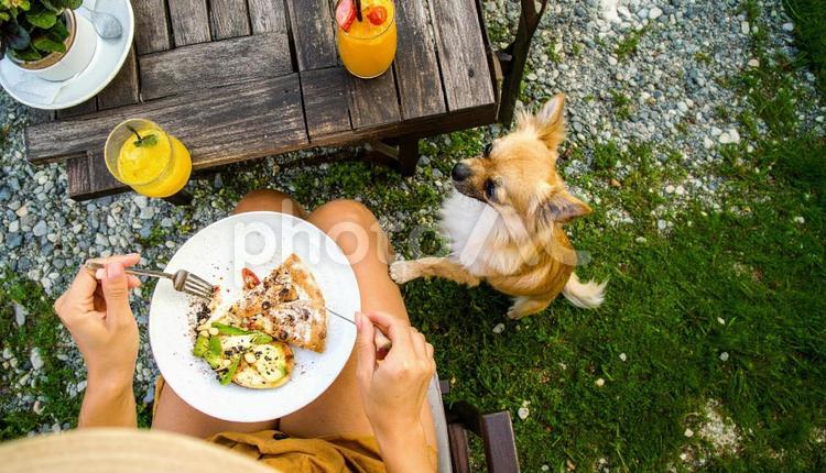ランチ中の飼い主におねだりするチワワ カフェ,犬,チワワの写真素材