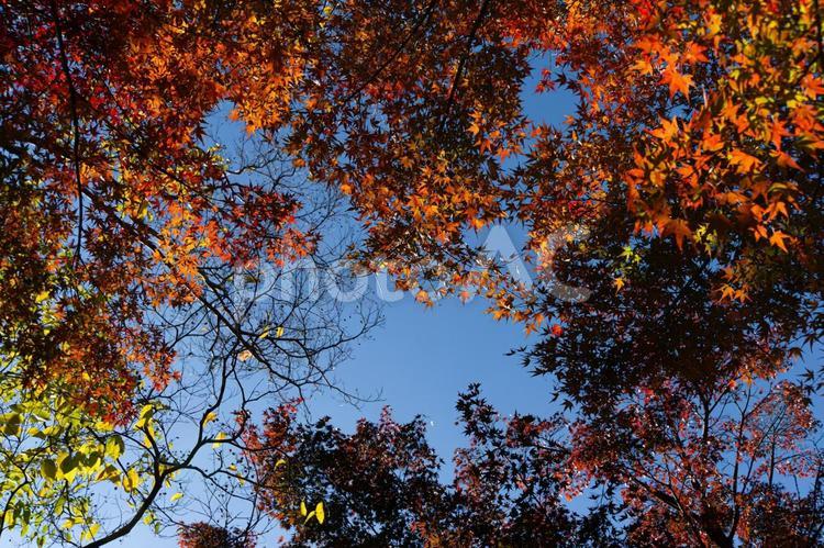 大宮第二公園の紅葉 紅葉,秋,初冬の写真素材