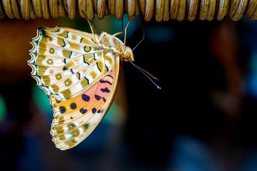 Hanging Fritillary Butterfly, JPG Hanging Fritillary Butterfly, JPG