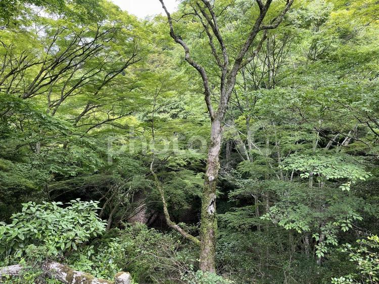 明治の森 箕面国定公園 箕面,新緑,青もみじの写真素材