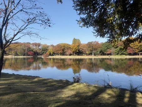 池に映る景色 木,秋,池の写真素材