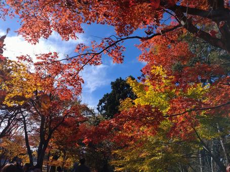 紅葉 秋,自然,色とりどりの写真素材