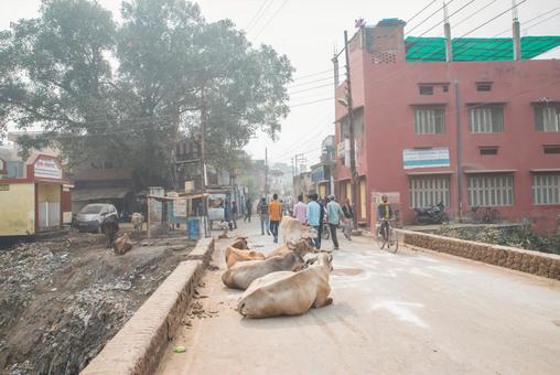 インド、路上でくつろぐ牛 インド、路上でくつろぐ牛 インド,バラナシ,ベナレスの写真素材