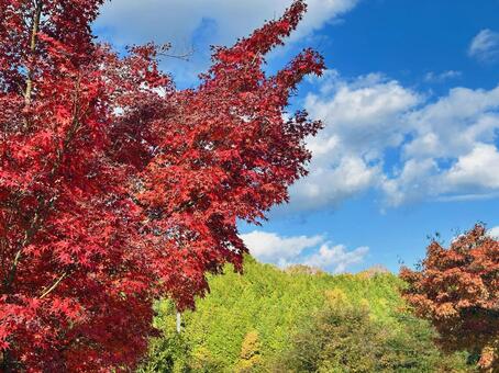 秋の神鍋高原　秋　紅葉 イチョウ,秋,紅葉の写真素材