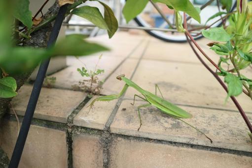 タイルの上のカマキリ カマキリ,昆虫,緑の写真素材