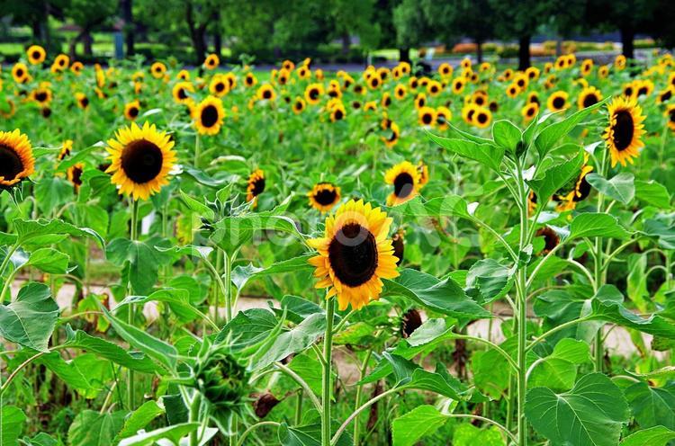 ひまわりの夏 向日葵,ひまわり,ヒマワリの写真素材