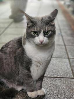 ねこ(はちわれ) 猫,ハチワレ,動物の写真素材