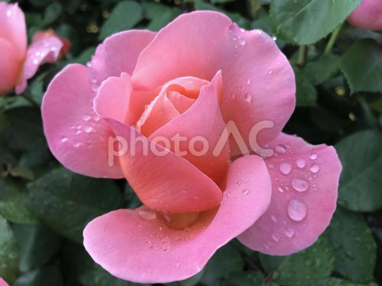 雨のしずくが光るバラ バラ,しずく,雨の写真素材