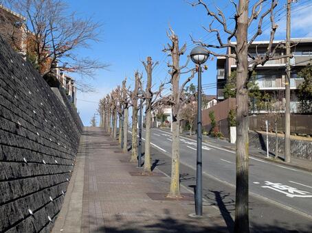 大雪前の横浜市北部の剪定済みの並木道 ユリノキ,樹木,横浜市青葉区の写真素材