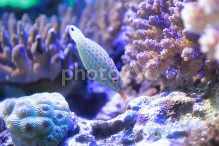 南国の魚とサンゴ カラフル,南国,魚の写真素材