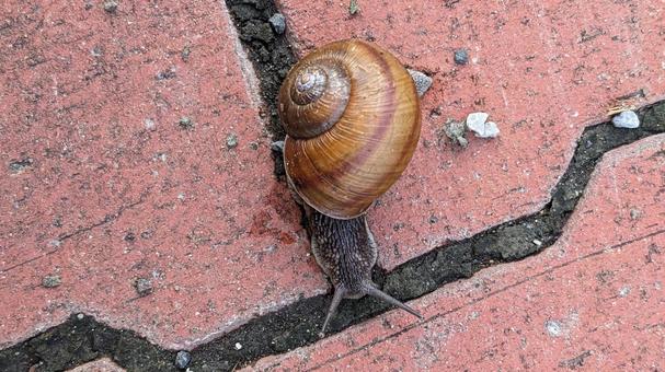 マイマイちゃん3 マイマイちゃん3 カタツムリ,虫,殻の写真素材