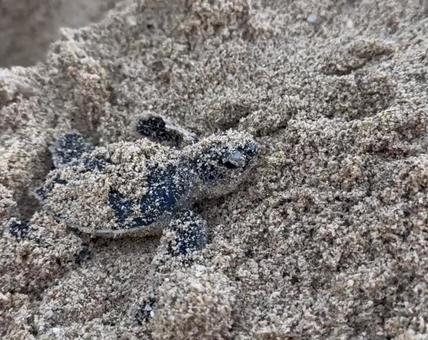 海亀の孵化 海亀の孵化の写真