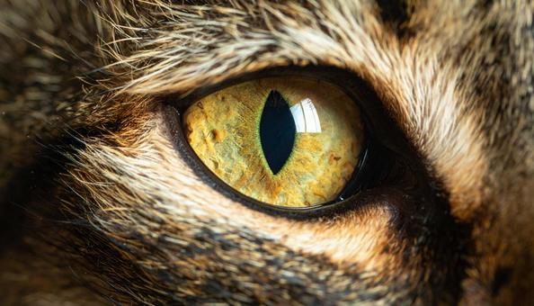猫の目のアップ 猫,猫の目,アップの写真素材