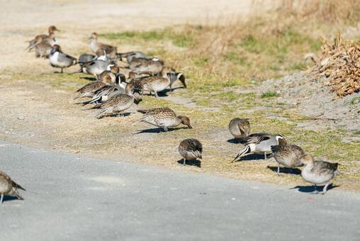 地面をついばむオナガガモの群れ オナガガモ,鴨,渡り鳥の写真素材