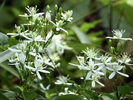 きれいな花 きれいな花の写真