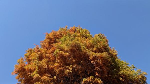 メタセコイヤの紅葉 メタセコイア,秋,空の写真素材