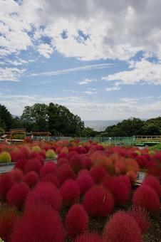 松田町, コキアの里の紅葉したコキアの写真