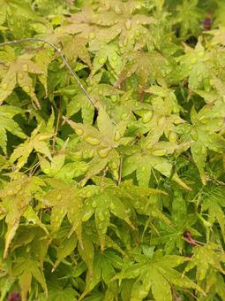 モミジ モミジ モミジ,紅葉,葉っぱの写真素材