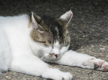 昼寝する猫③ 昼寝する猫③ 野良猫,寝顔,動物の写真素材