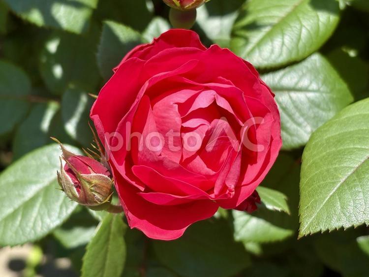八分咲きのバラ ばら,バラ,薔薇の写真素材