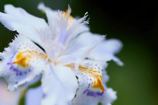 暗い背景のシャガの花のアップ 暗い背景のシャガの花のアップ シャガ,花,アップの写真素材