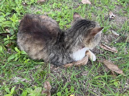 Stray cat, JPG
